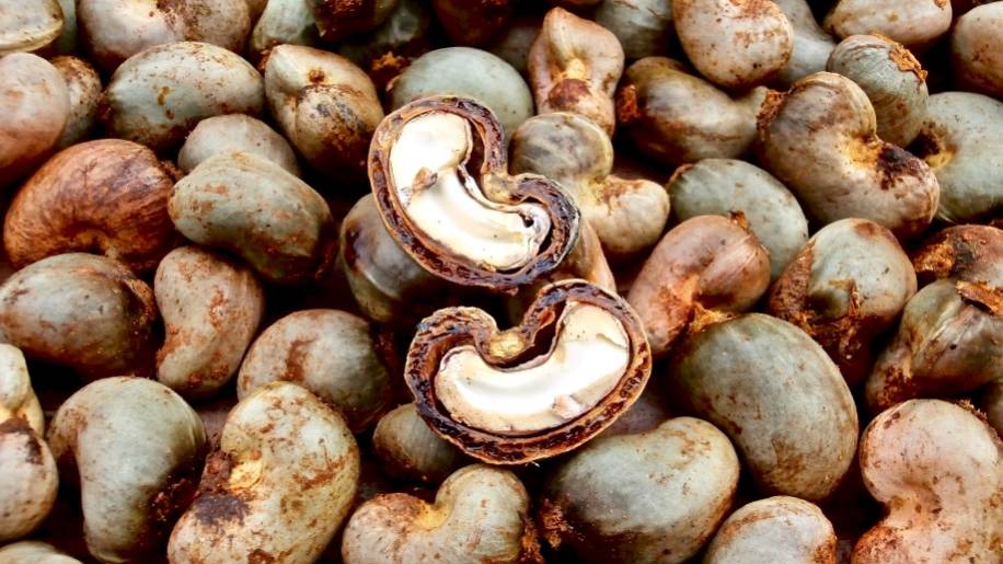 Ivory Coast: the EBRD bets $60 million on Ivorian cashew