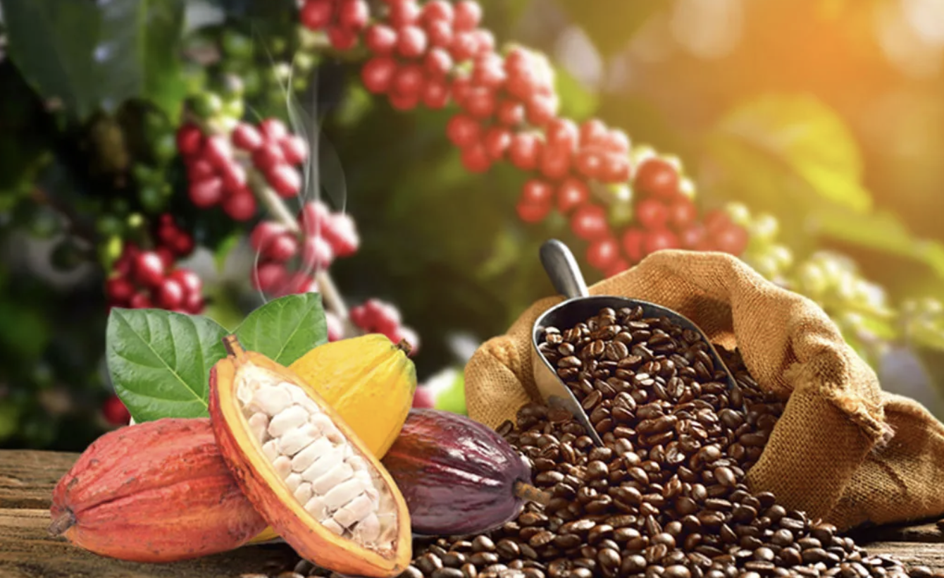 Café-Cacao : la recherche ivoirienne change d’échelle