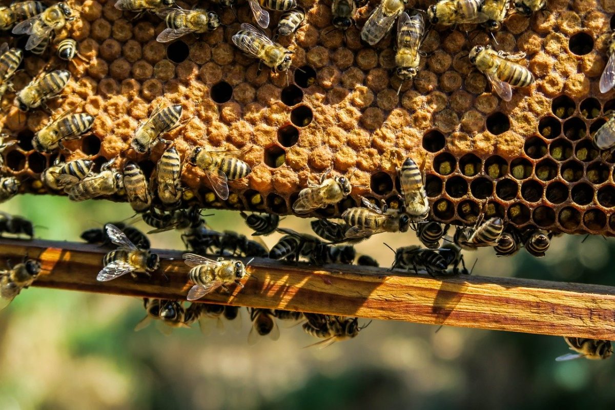 Filière apicole : un potentiel encore sous-exploité